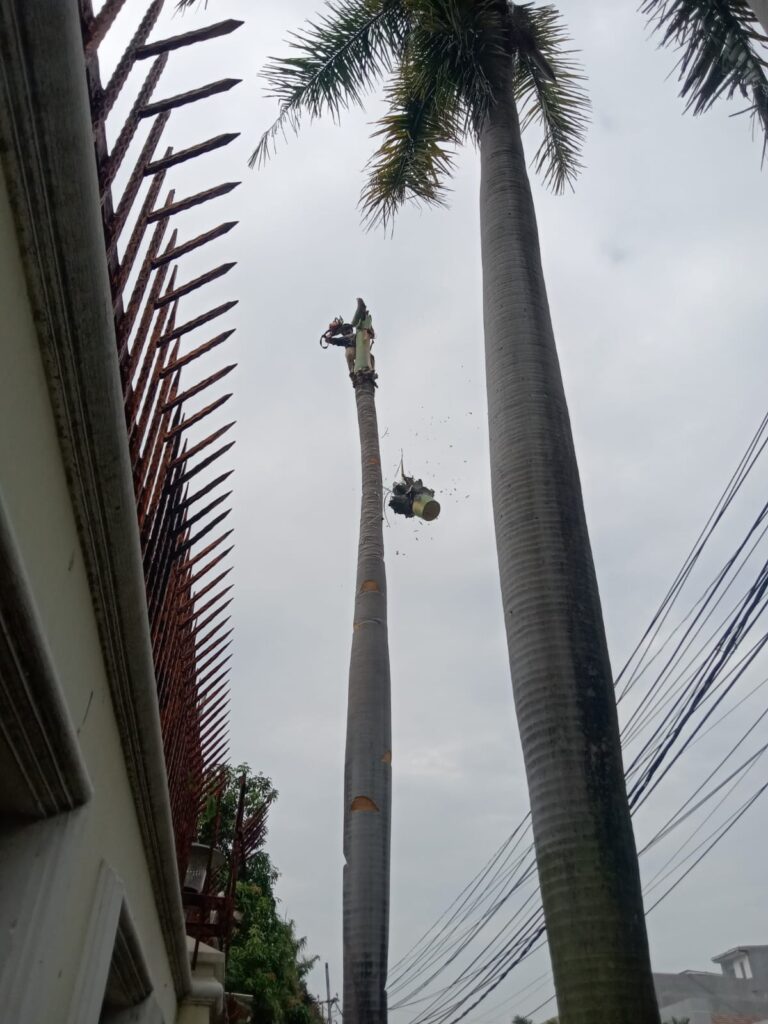 jasa tebang pohon jakarta pusat