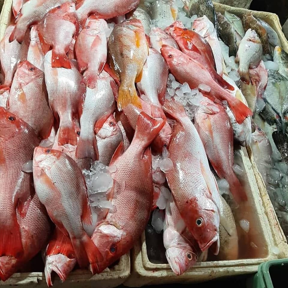 portofolio naura foods9